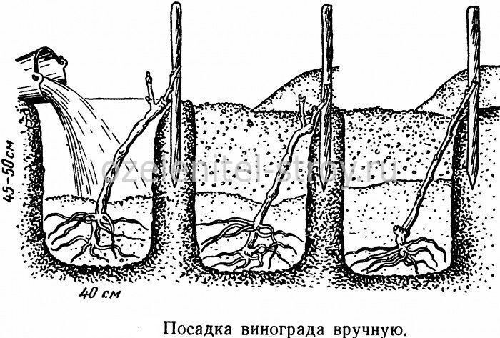 Когда сажать виноград и как ухаживать 64
