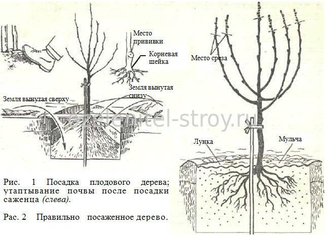 Как сажать плодовые деревья на участке схема