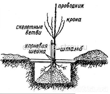 Правильная схема посадки для разных фруктовых деревьев