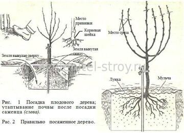 Как сажать?