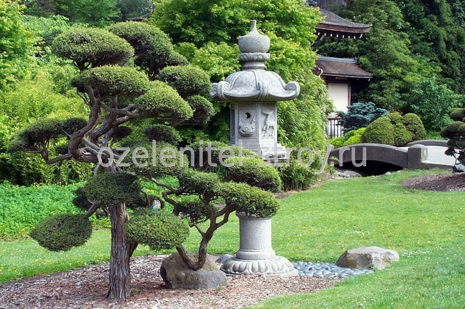 Японские клены – оригинальное украшение сада